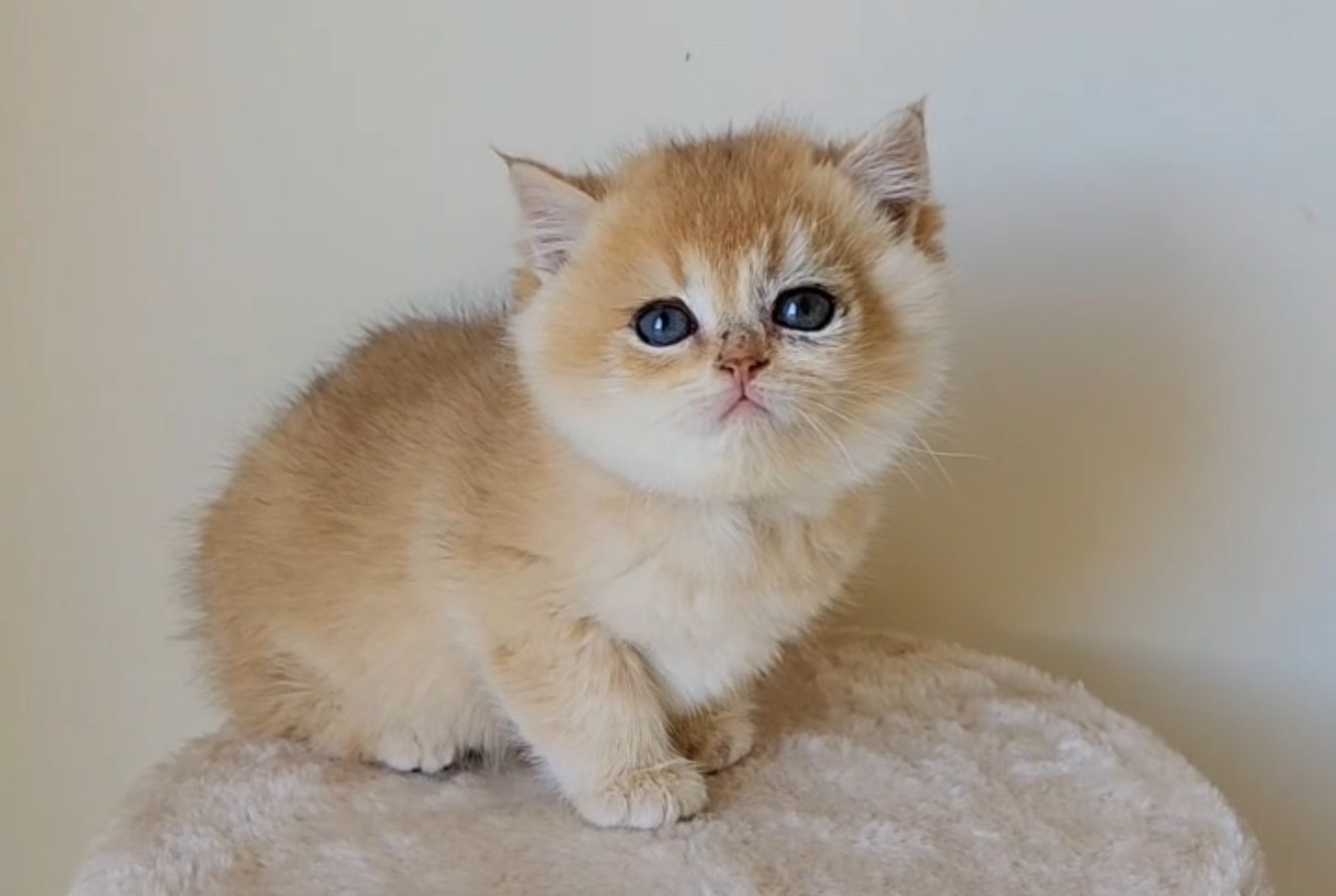 天使貓園／金漸層英國短毛貓