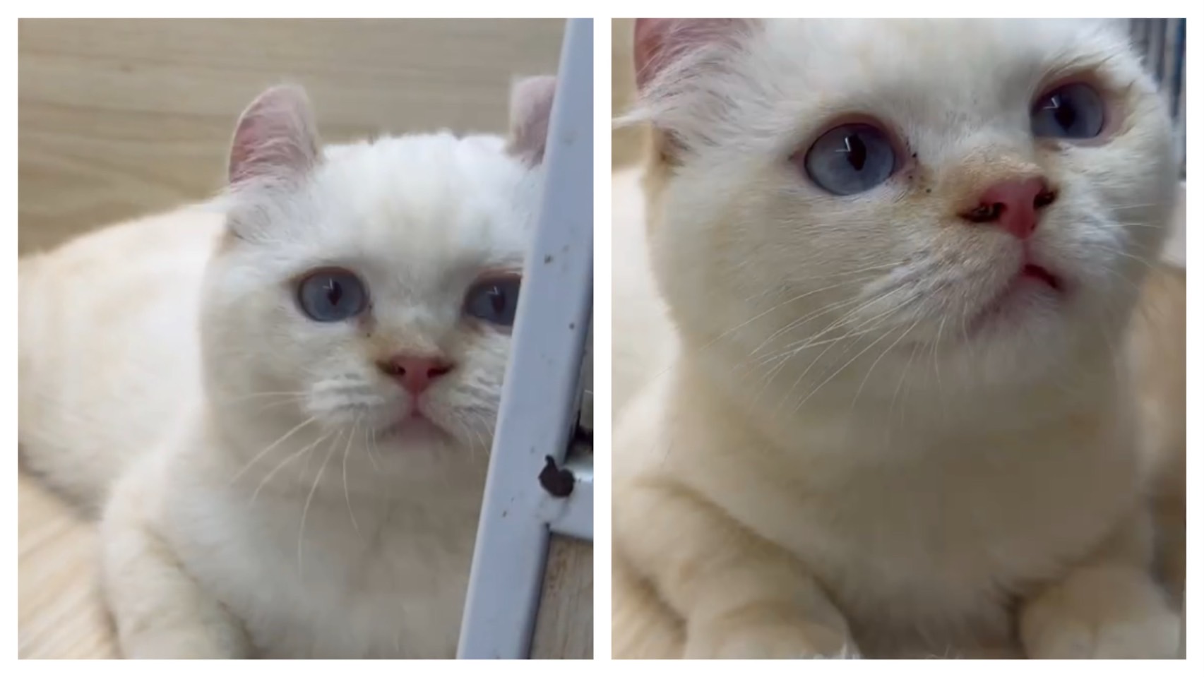 天使貓園／火焰色重點捲耳貓