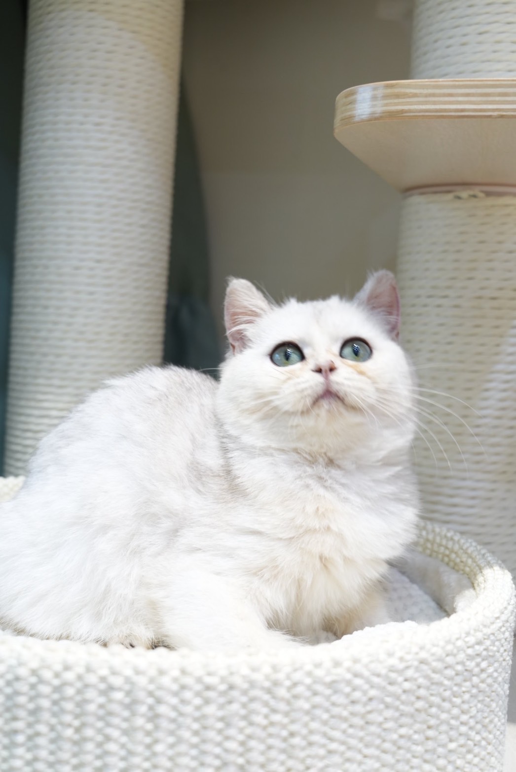 天使貓園／銀漸層英國短毛貓