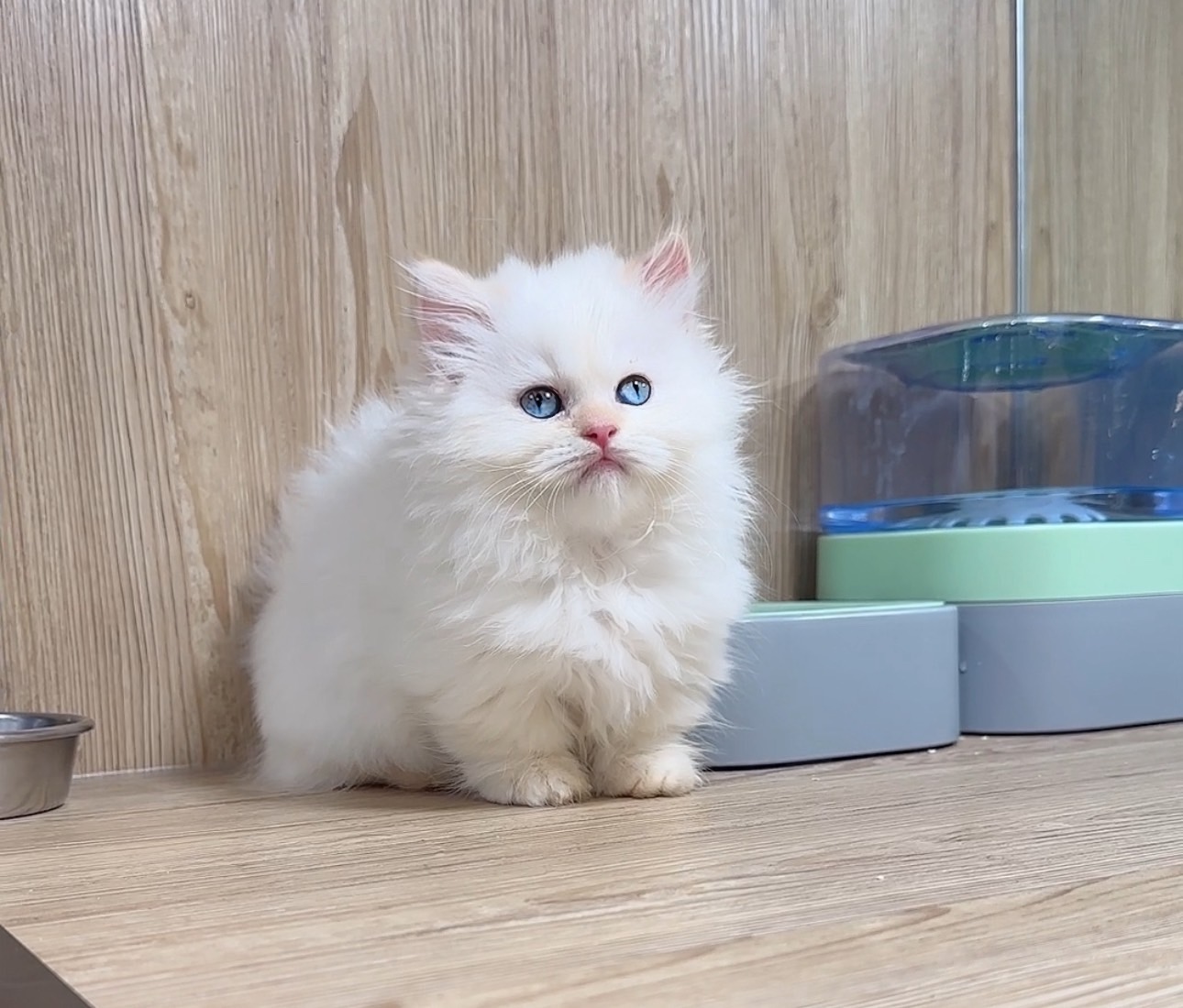 喜得貓社／紅端子小步舞曲