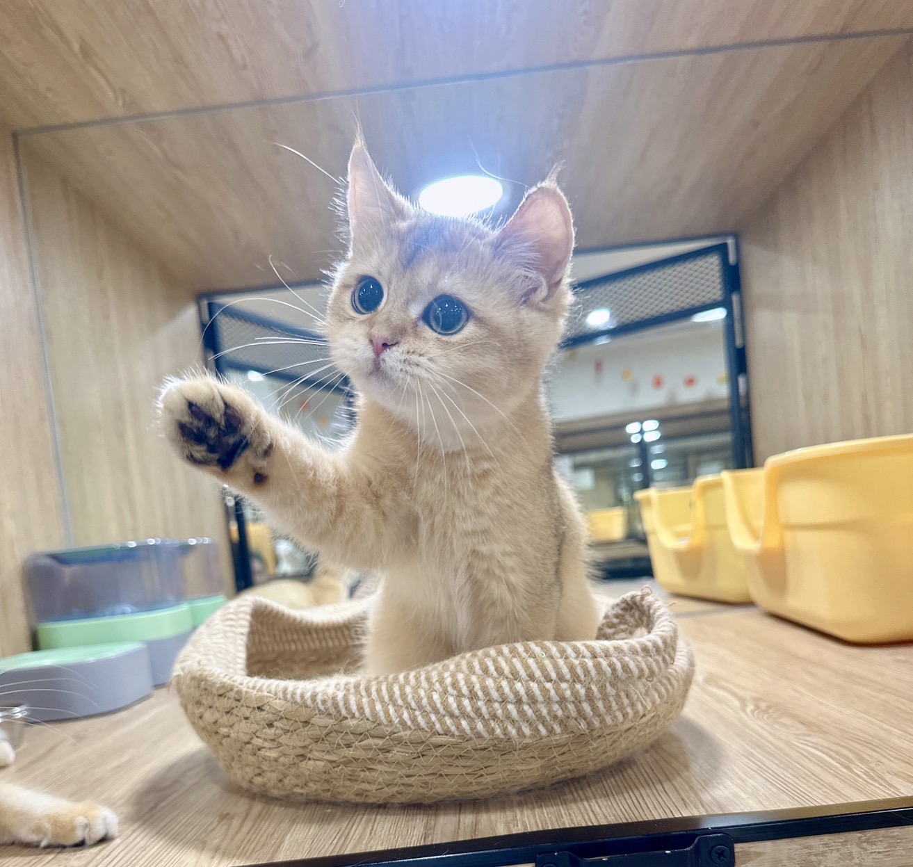 喜得貓社／金漸層英國短毛貓