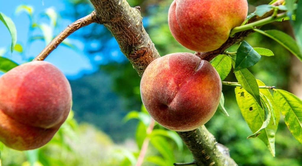 『汪喵揪了走』上山避暑～司馬庫斯水蜜桃季兩日遊