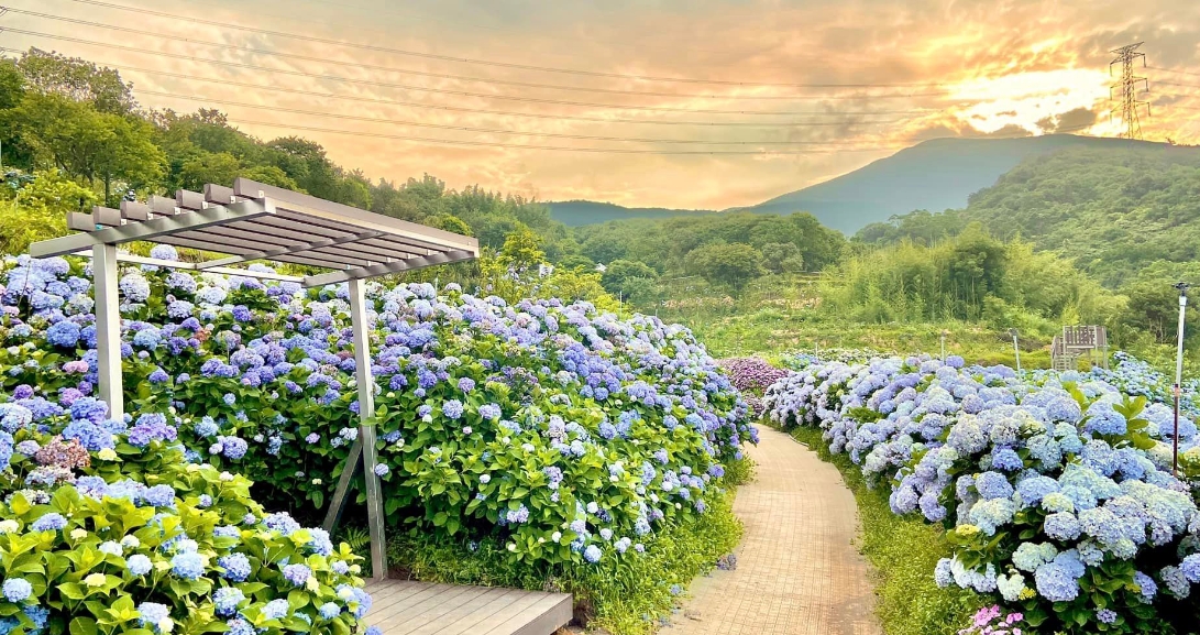 『汪喵揪了走』高家繡球花一日遊