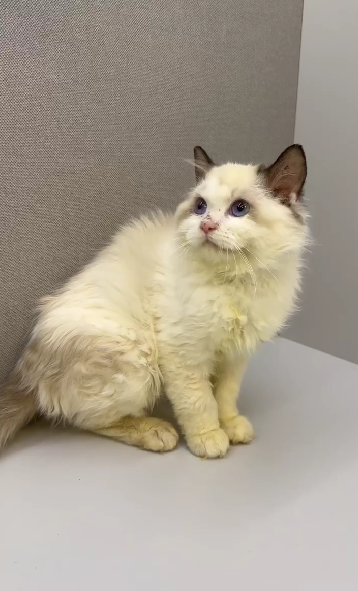 天使貓園／海豹雙色布偶貓