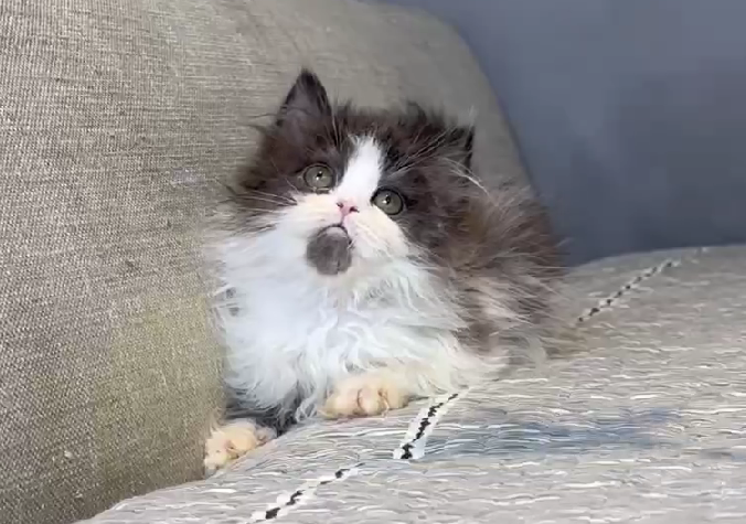 尊爵名皇／黑白波斯貓