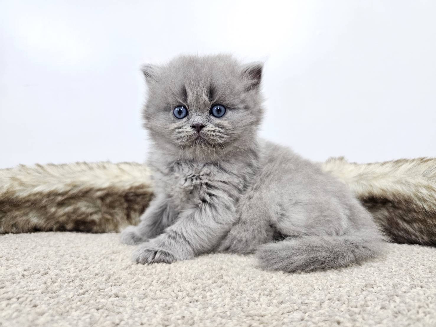 米琪蘇貓舍／藍色英國長毛貓