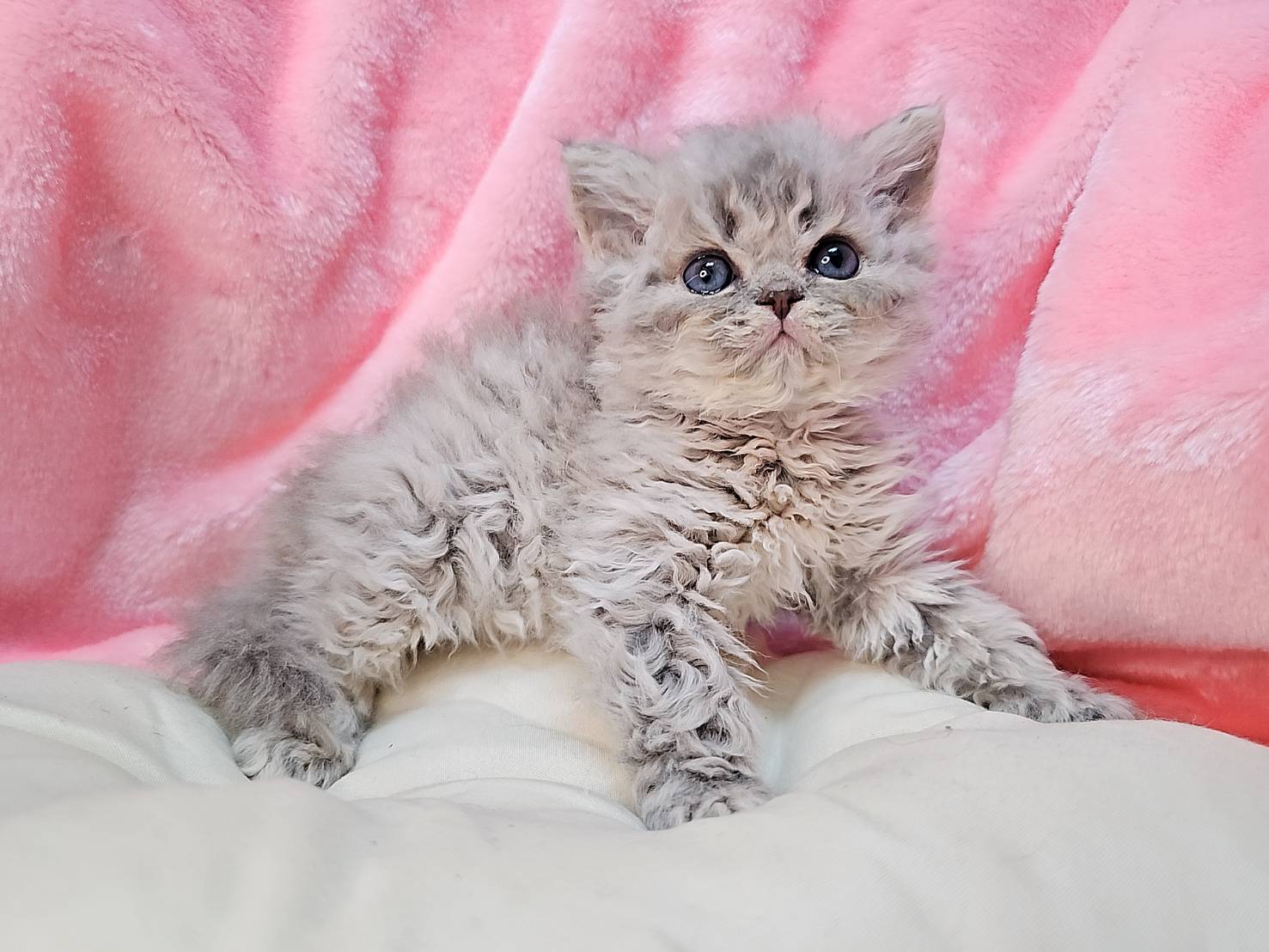 米琪蘇貓舍／藍金漸層賽爾凱特捲毛