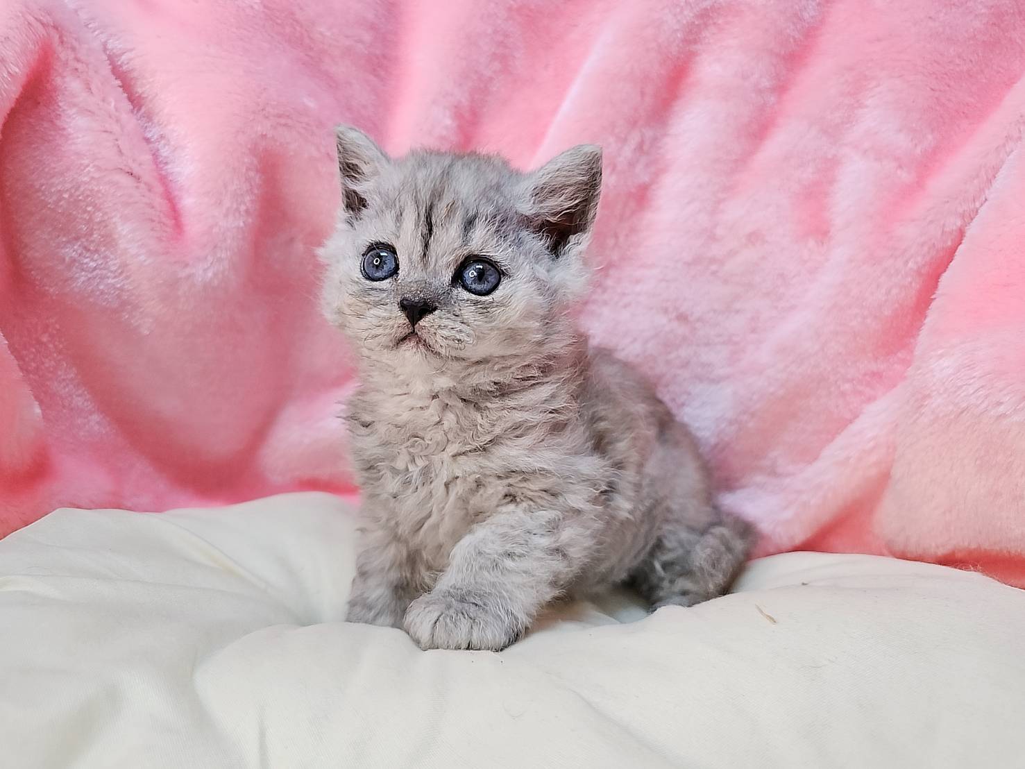 米琪蘇貓舍／藍重點色賽爾凱特捲毛