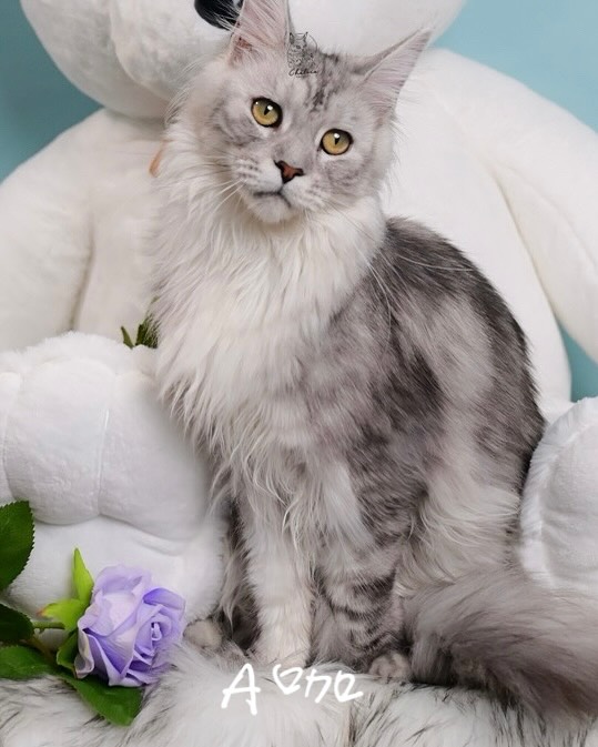 雀而喜貓舍／銀虎斑緬因貓