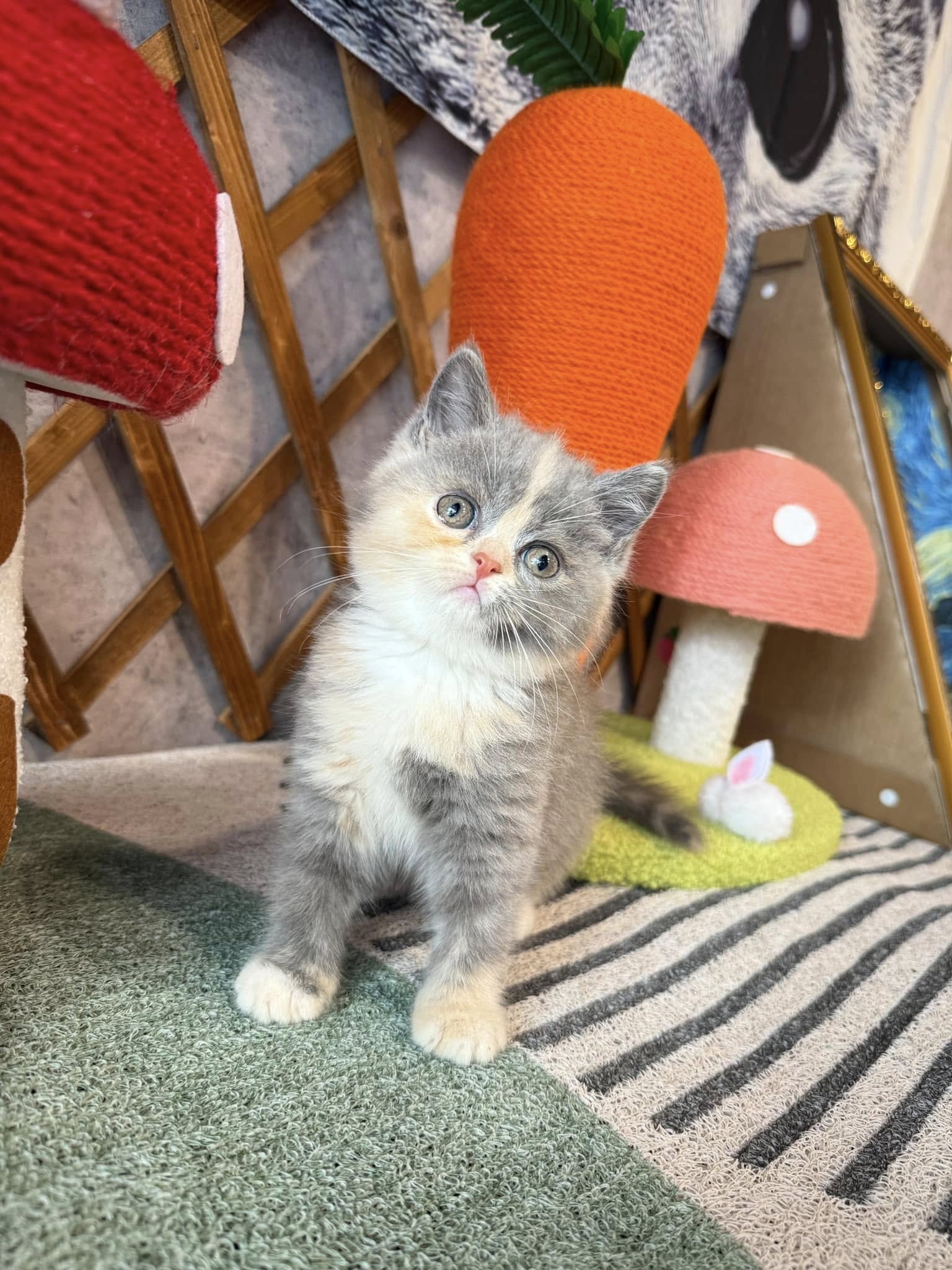 金瑟喵屋／藍三花賓士英國短毛貓