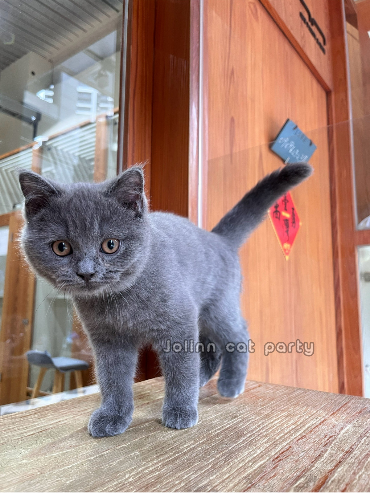 貓咪派對／藍色英國短毛貓