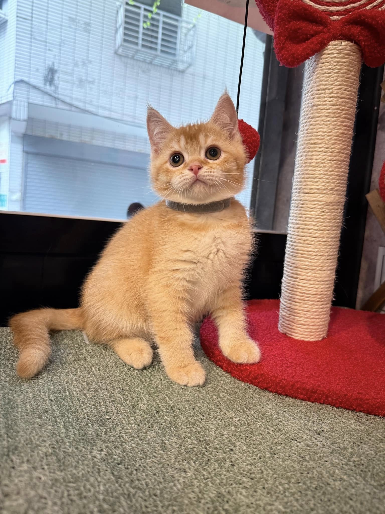 金瑟喵屋／紅金英國短毛貓