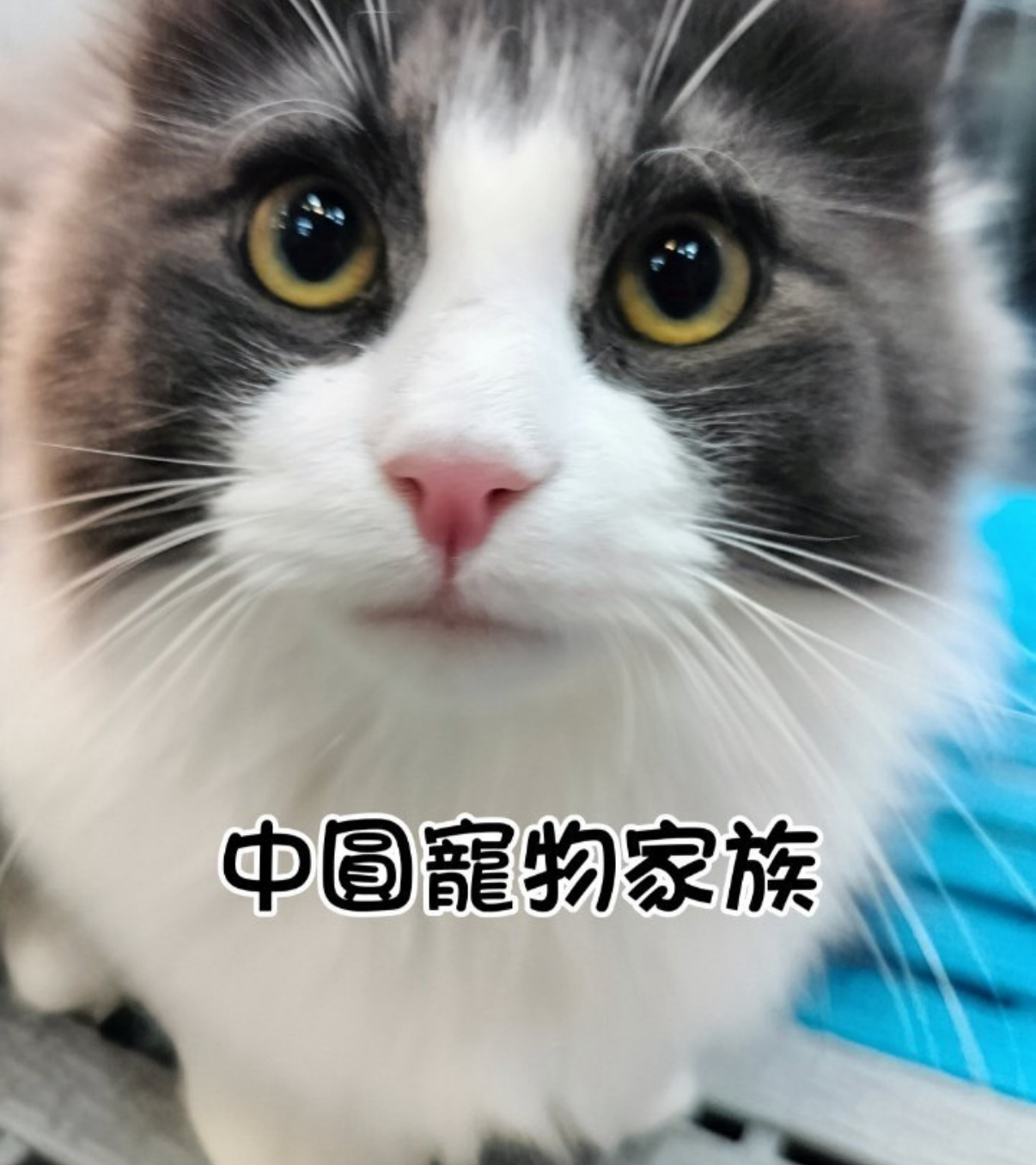中圓寵物家族／藍白賓士挪威森林貓