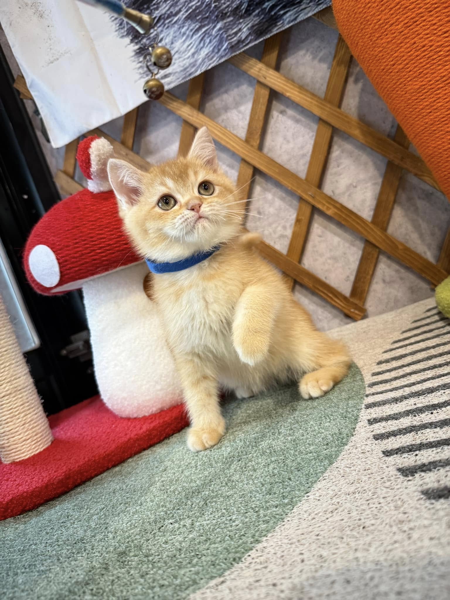 金瑟喵屋／紅金英國短毛貓