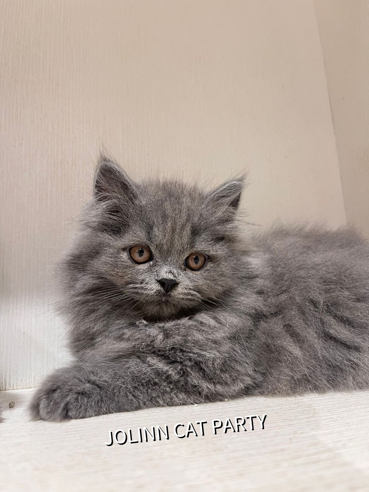 貓咪派對／藍色英國長毛貓