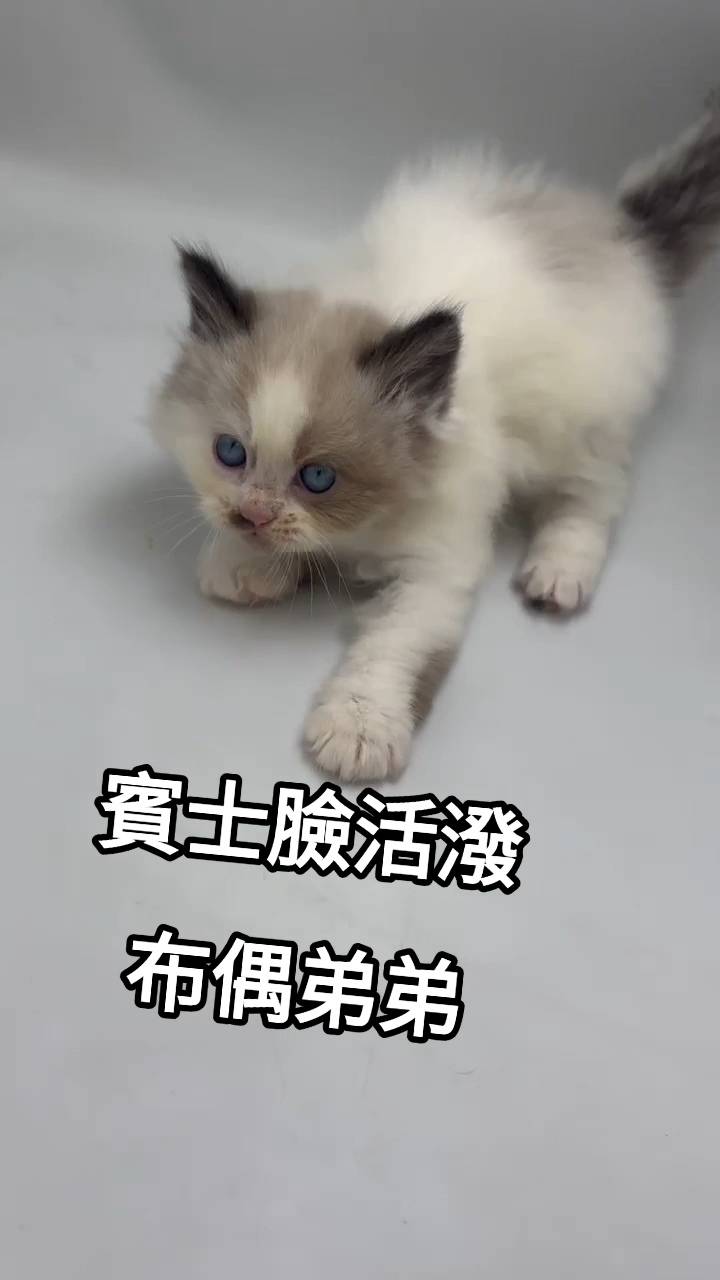 刻在你心底的貓／賓士布偶貓