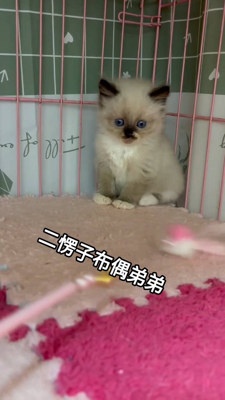 刻在你心底的貓／布偶貓