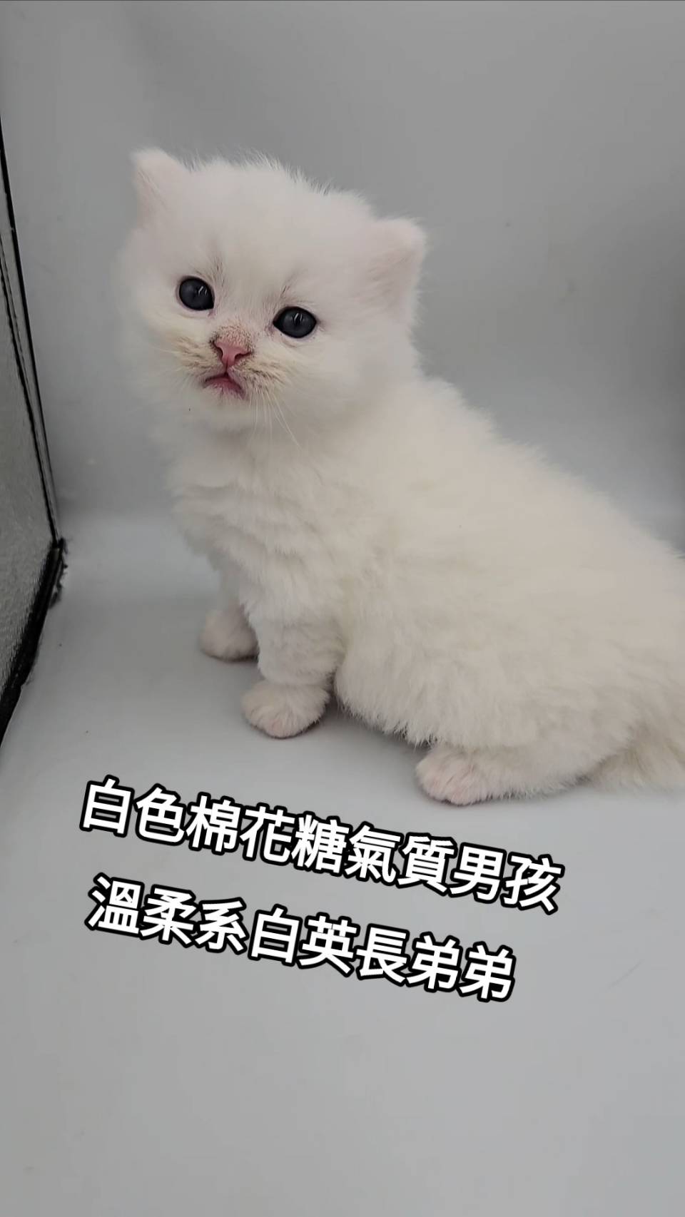 刻在你心底的貓／白色英國長毛貓