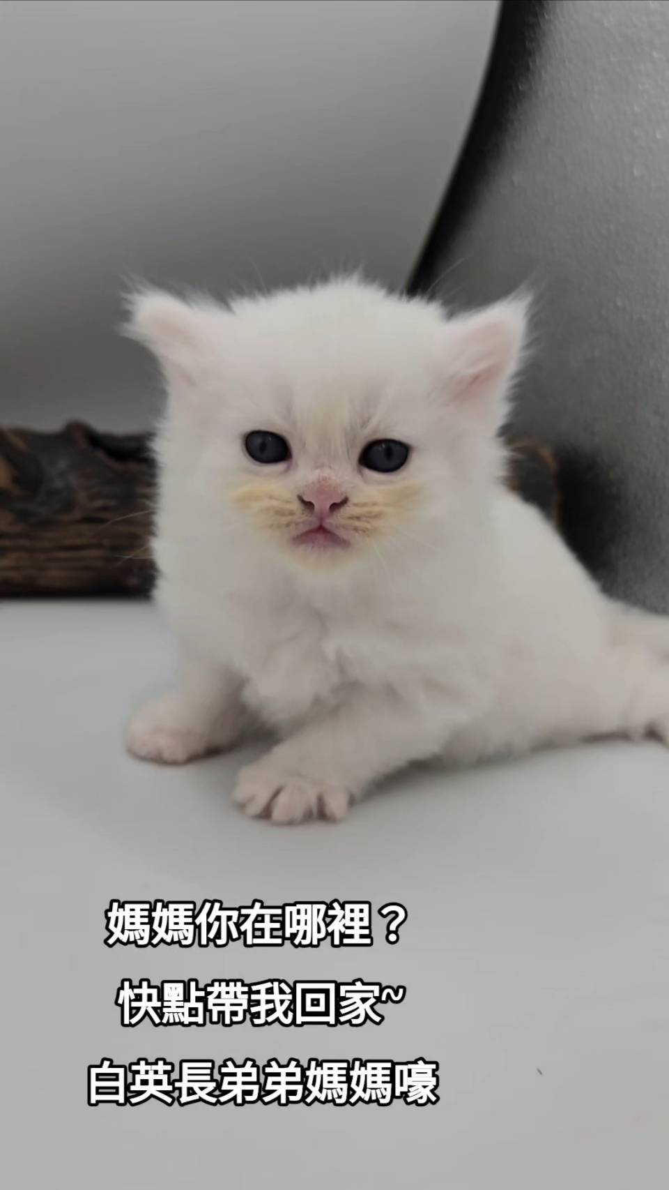 刻在你心底的貓／白色英國長毛貓
