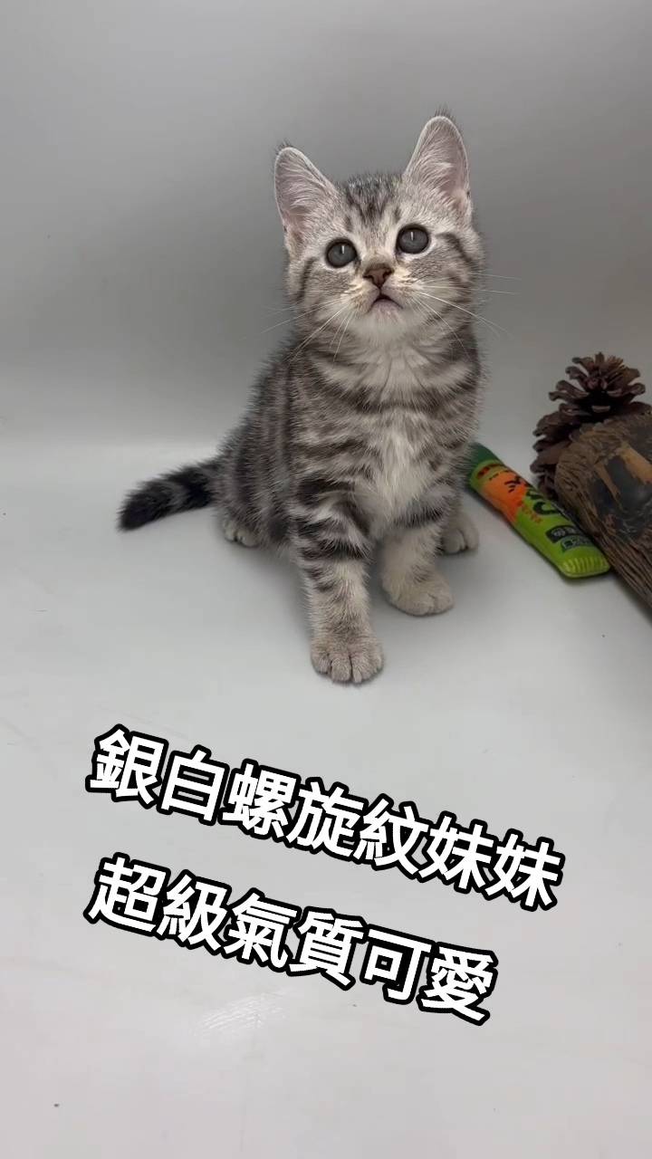 刻在你心底的貓／銀白螺旋紋美國短毛貓