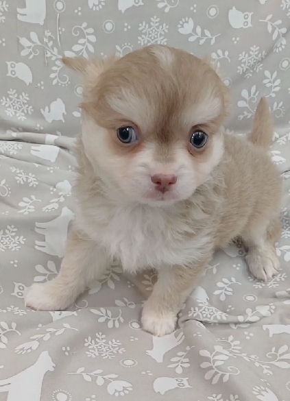 超可愛名犬社／長毛吉娃娃