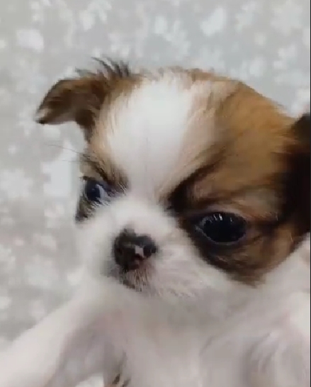 超可愛名犬社／長毛吉娃娃