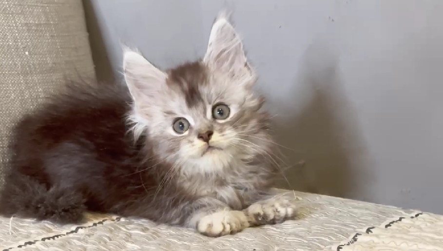 尊爵名皇／銀虎斑六指緬因貓