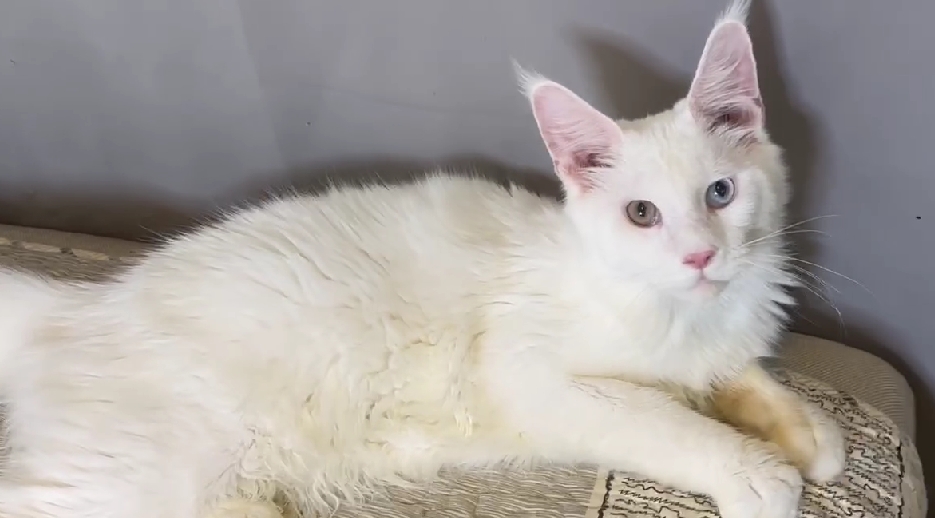 尊爵名皇／純白緬因貓