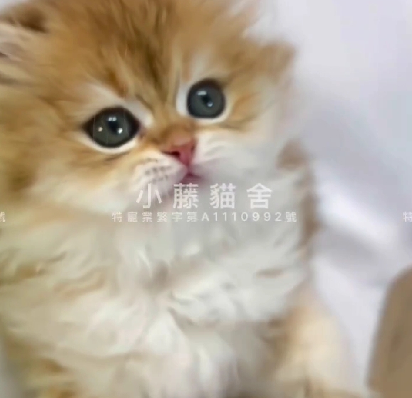小藤貓舍／金漸層英國長毛貓