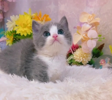 星光貓舍／藍白賓士曼赤肯