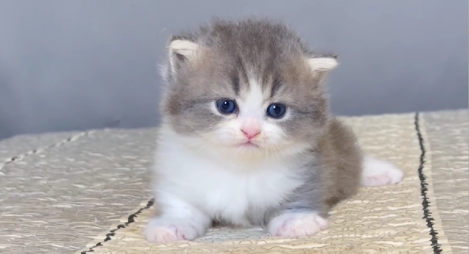 尊爵名皇／藍白賓士曼赤肯