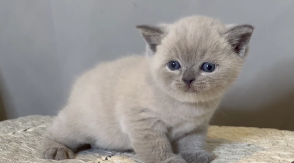 尊爵名皇／紫丁香重點色英國短毛貓