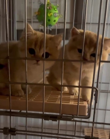 天使貓園／金漸層英國短毛貓