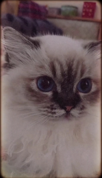 蘋果樹下的布偶貓／布偶貓