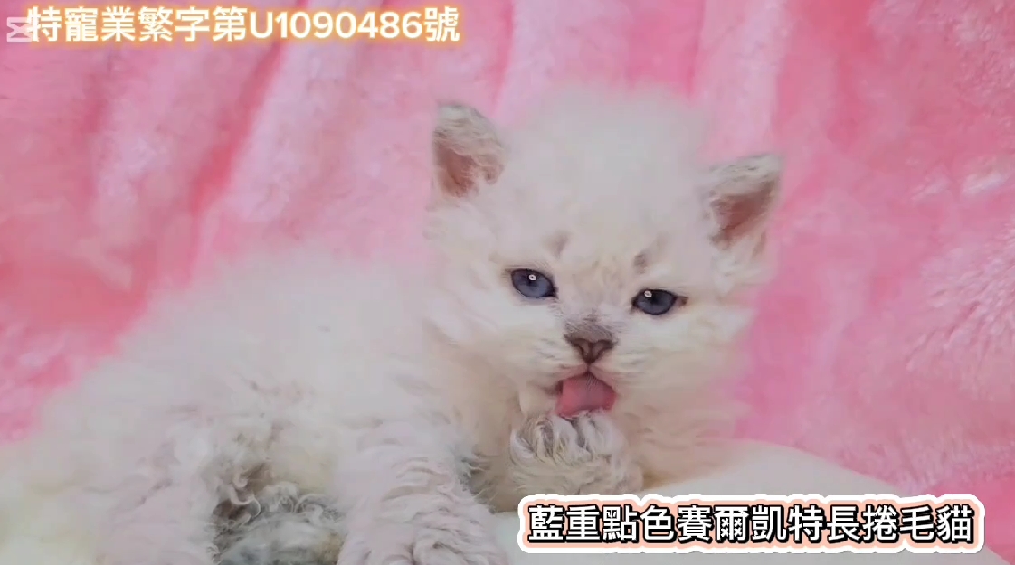 米琪蘇貓舍／藍重點色賽爾凱特捲毛貓