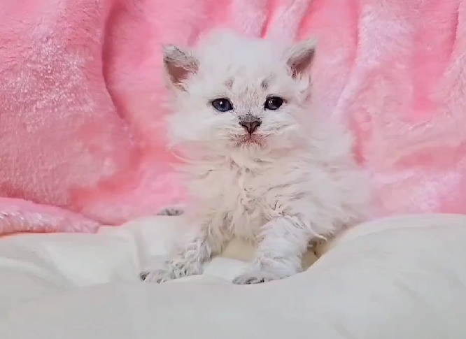 米琪蘇貓舍／藍重點色賽爾凱特捲毛貓