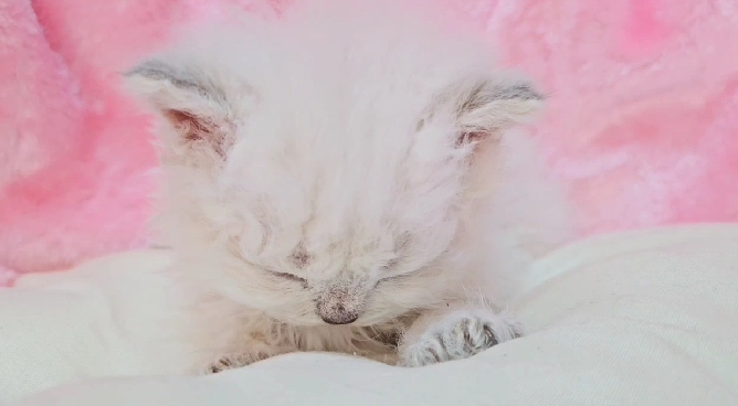 米琪蘇貓舍／藍重點色賽爾凱特捲毛貓