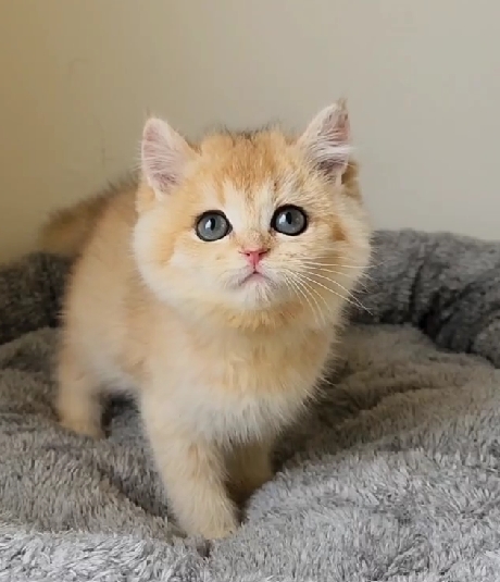 天使貓園／金漸層英國短毛貓