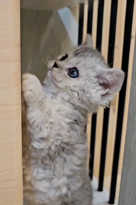 米琪蘇貓舍／銀漸層色賽爾凱特捲毛貓