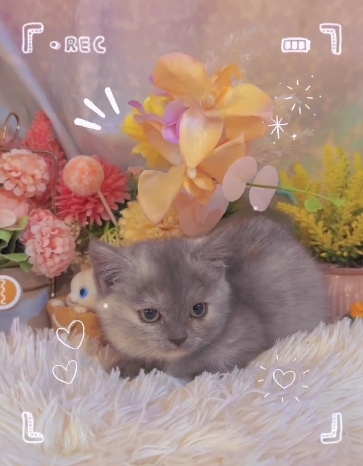 星光貓舍／煙燻玳瑁曼赤肯