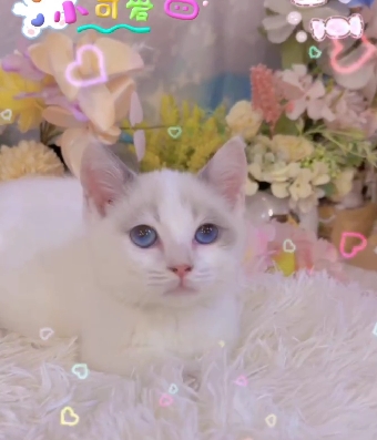 星光貓舍／藍雙色曼赤肯