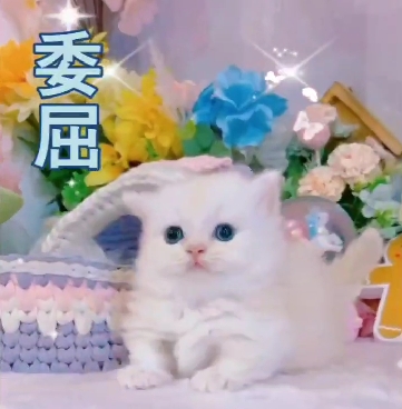 星光貓舍／奶油加白小步舞曲