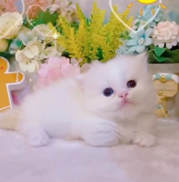 星光貓舍／奶油重點色小步舞曲