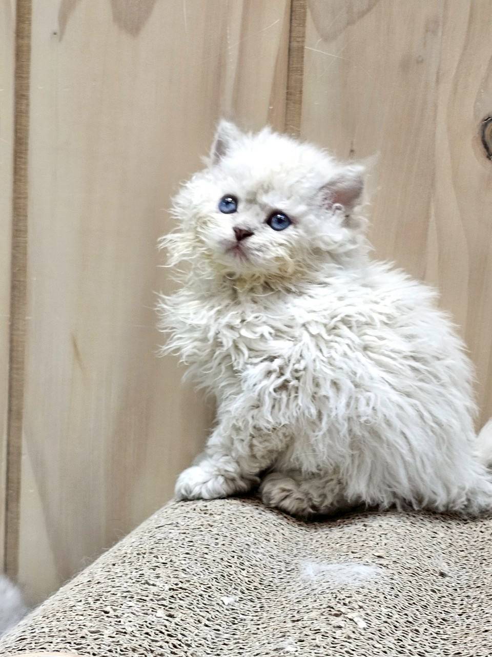 米琪蘇貓舍／藍重點色賽爾凱特捲毛貓