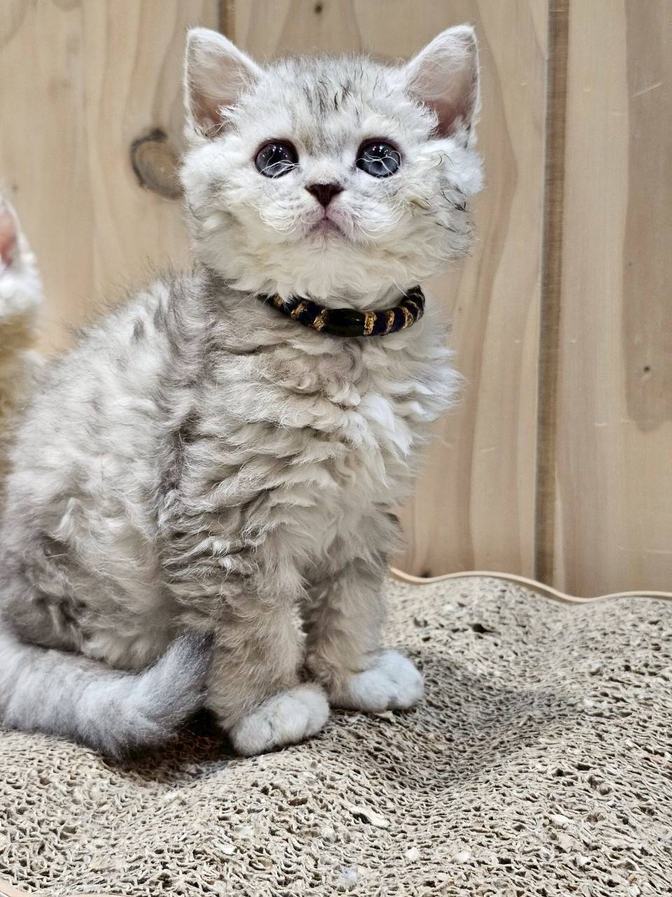 米琪蘇貓舍／藍煙花色賽爾凱特捲毛貓