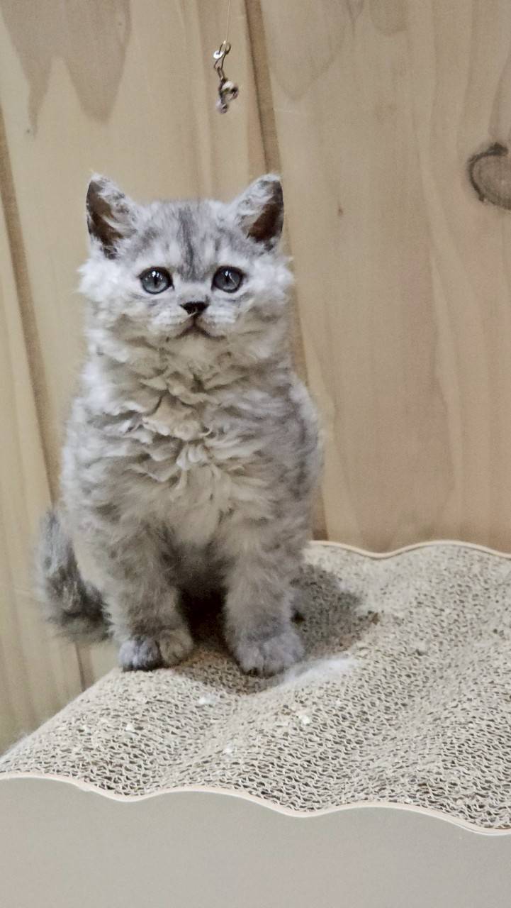 米琪蘇貓舍／黑煙花色賽爾凱特捲毛貓