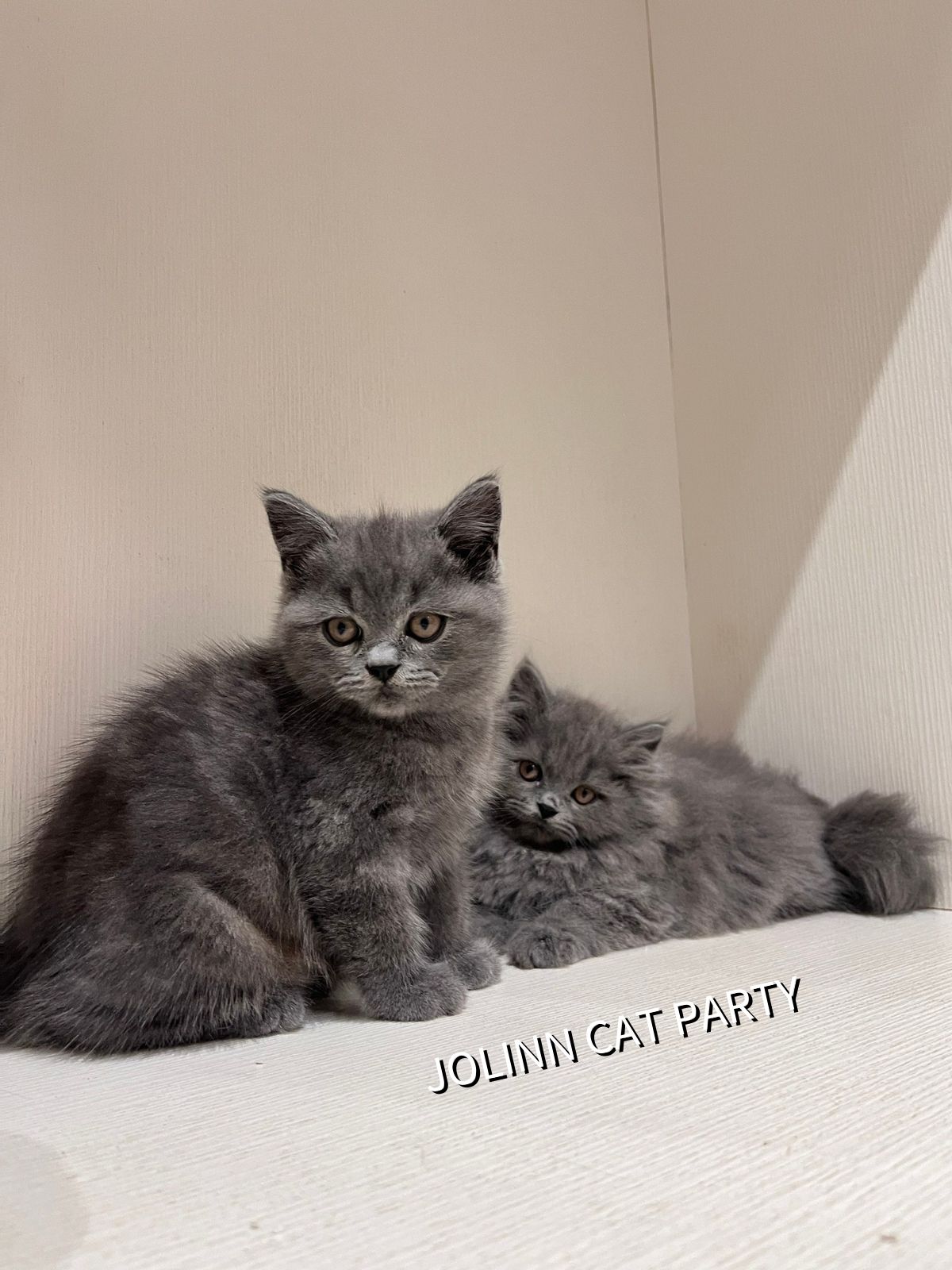 貓咪派對／藍色英國長毛貓&英國短毛貓