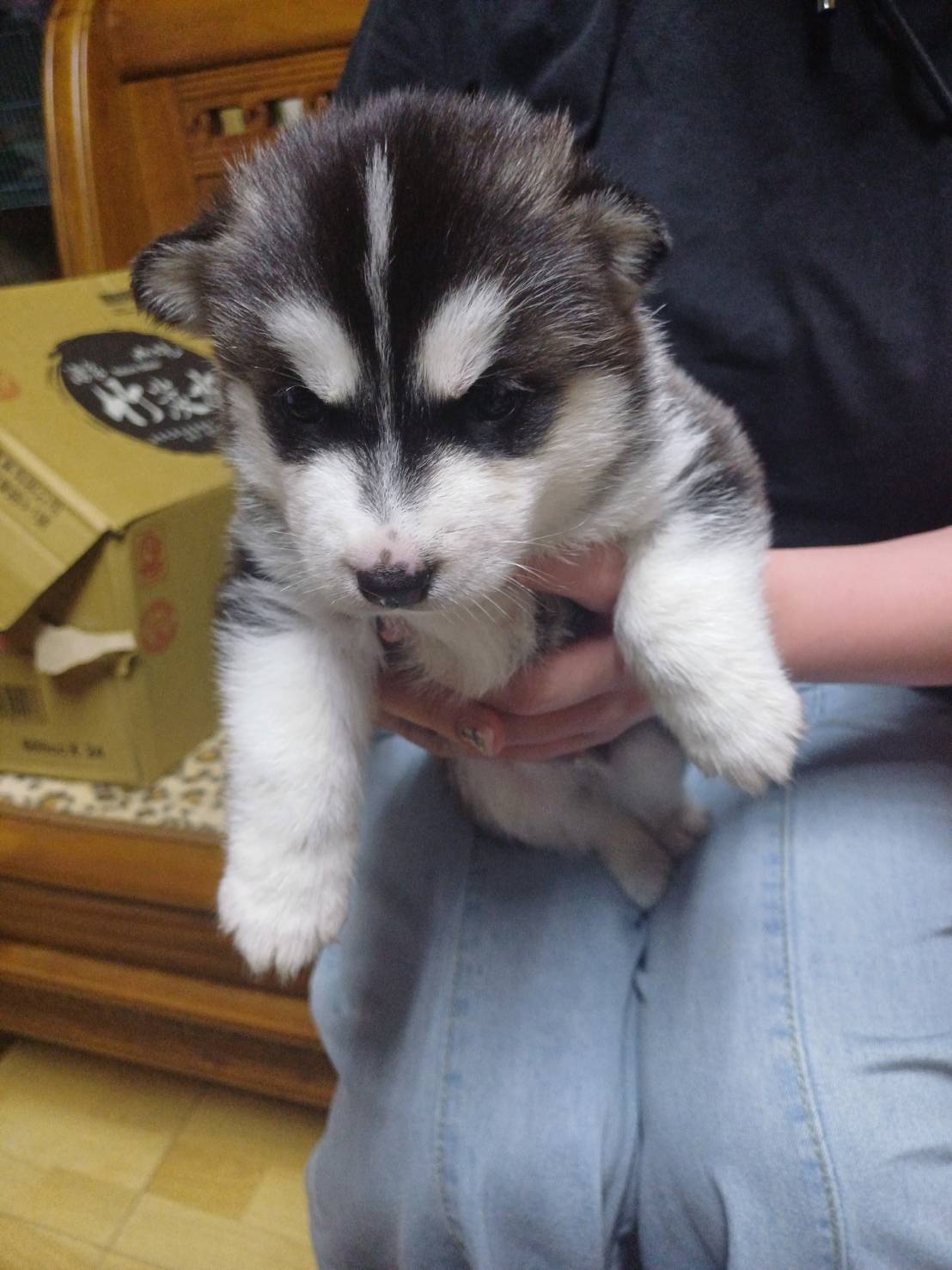 超可愛名犬社／哈士奇