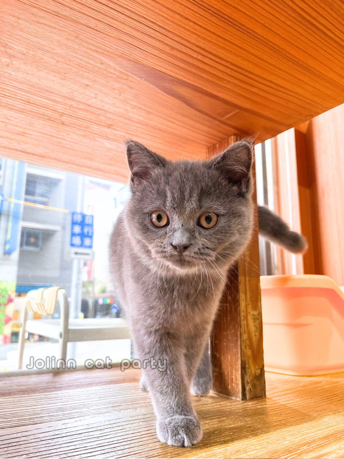 貓咪派對／藍色英國短毛貓