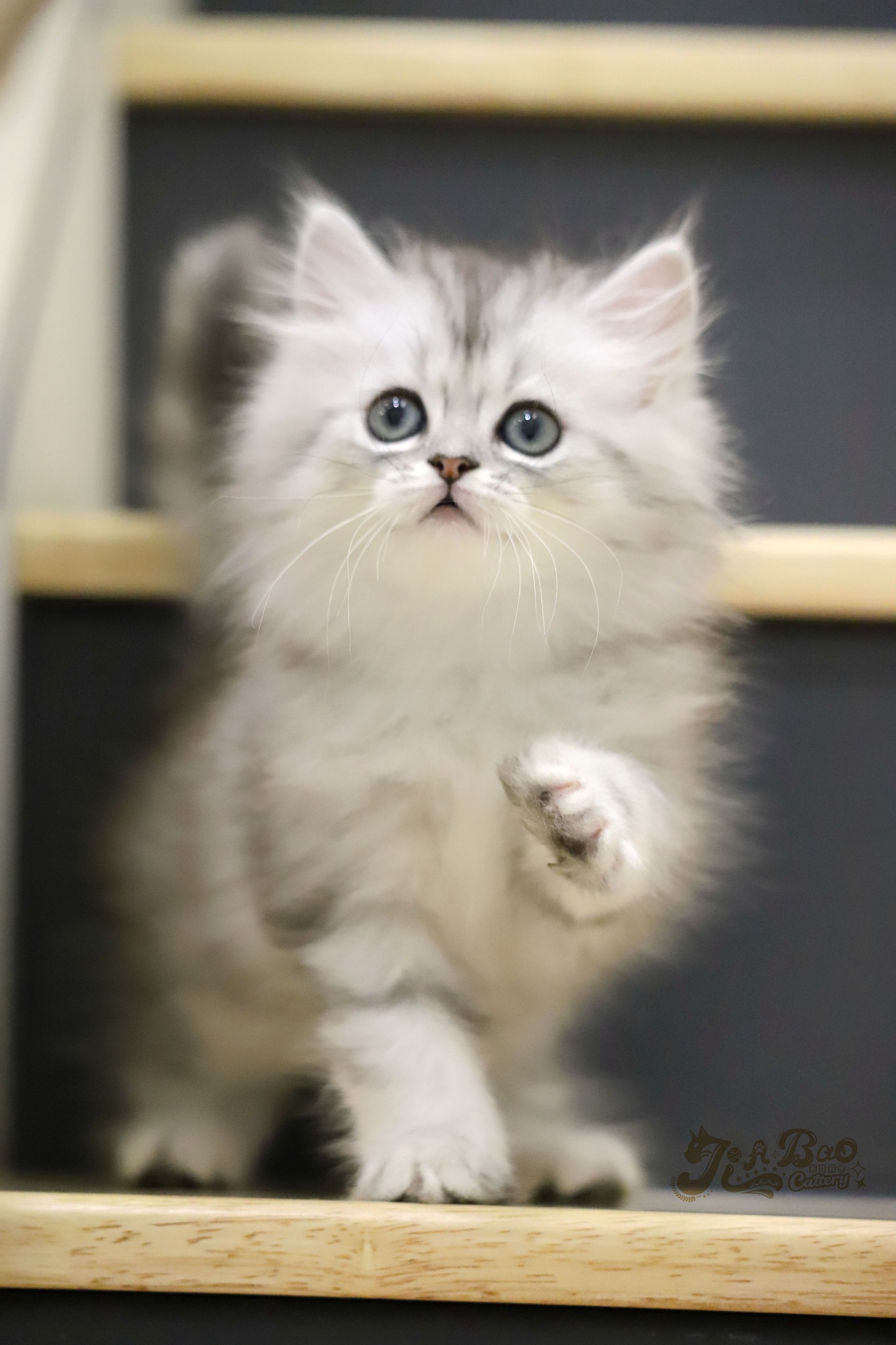 家寶寵物／銀虎斑非標準小步舞曲